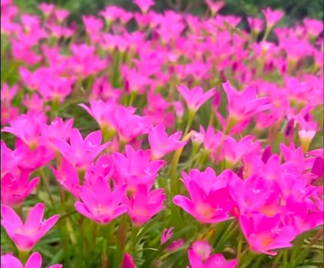 Rain Lily – Graceful Blooms After Rain with White Pot