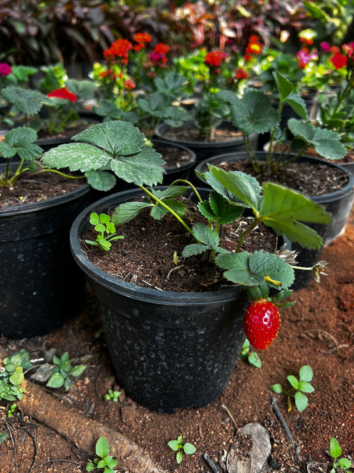 Strawberry-स्ट्रॉबेरी पौधा || స్ట్రాబెర్రీ మొక్క-White Pot & Coco Peat