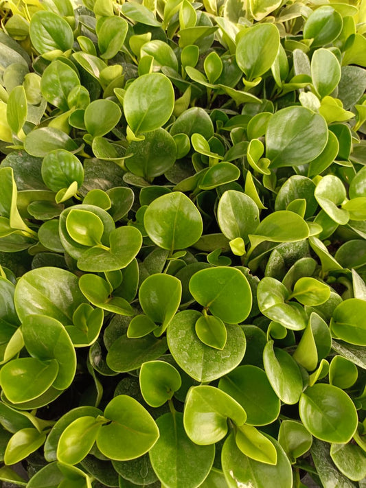 Peperomia Green Plant – Low Maintenance Indoor Air Purifying Plant