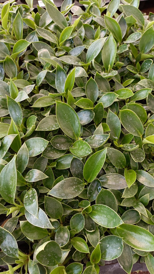 Birkin plant with white Pot