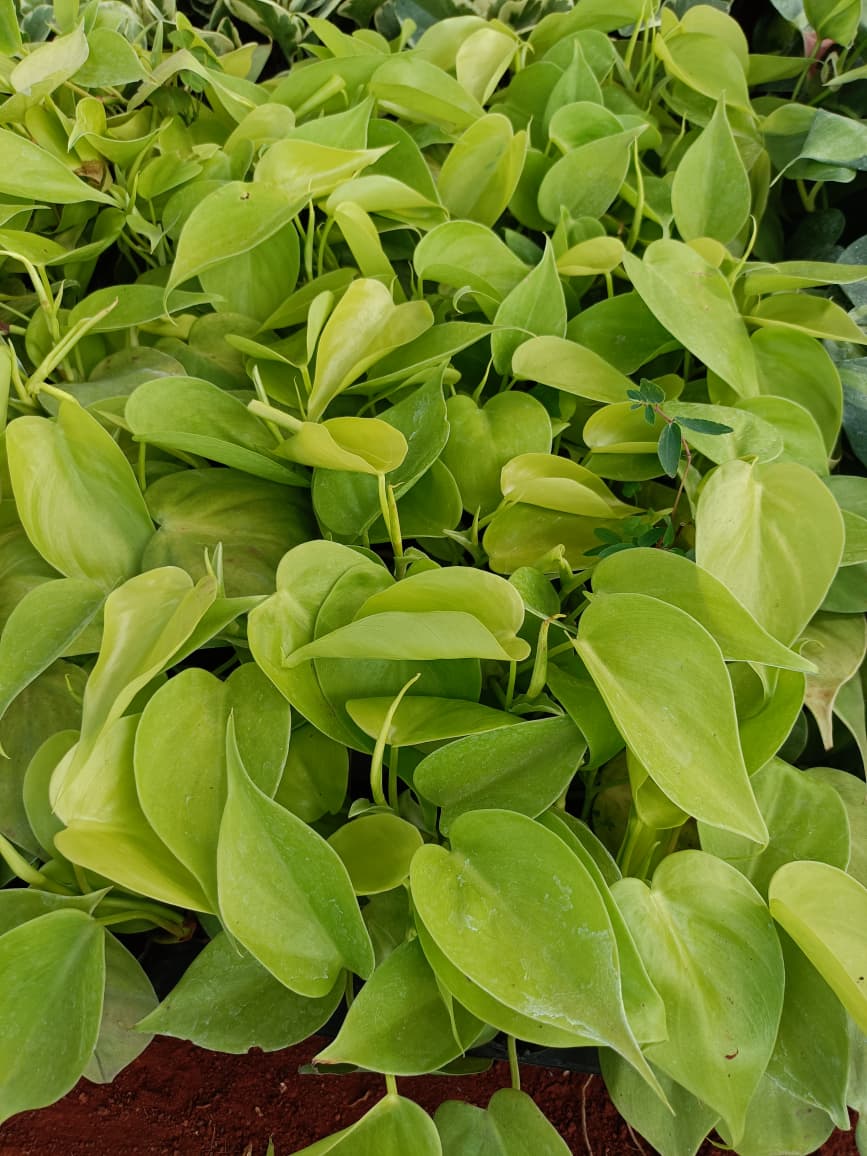 Oxycardium Golden Plant