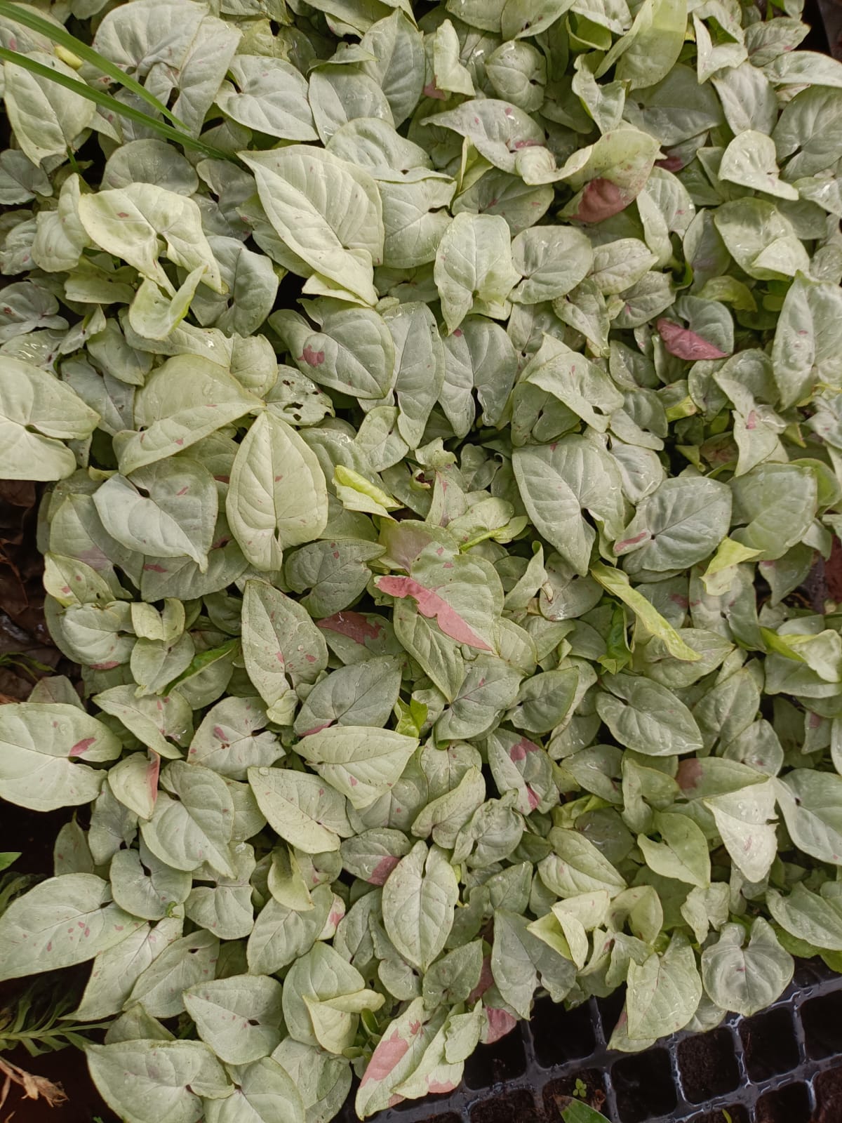 Syngonium Confetti Plant