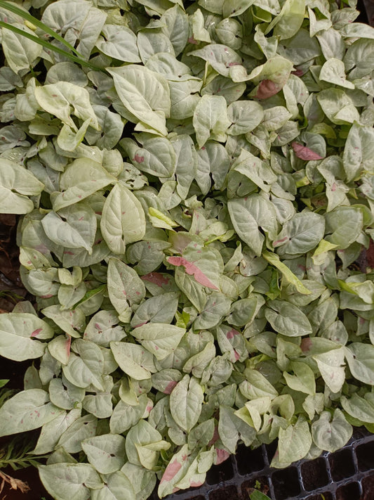 Syngonium Confetti Plant