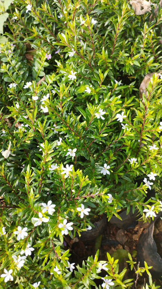 Cupiya Plant – Colorful Butterfly Magnet With White Pot