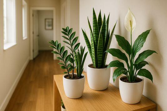 give me the natural hall where we will keep this images  this images are looking artificial