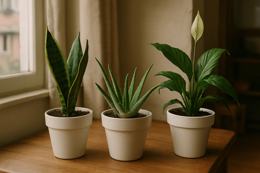 I am feeling artificial i need the natural in home where does we keep this plants pure original i need