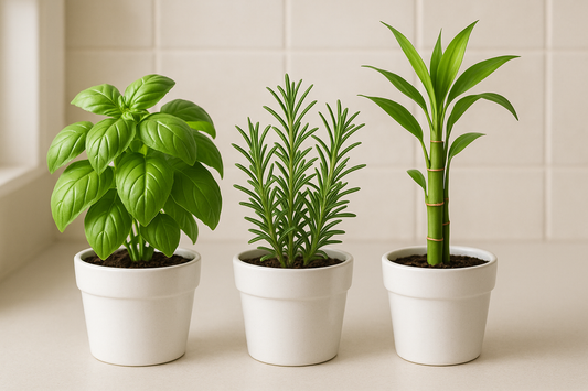I need the combos of Basil , Rosemary , lucky bamboo  plants in white pot of size is 5 inches and the plant will be 5 inches keep the kitchen side and indoor keep all the images in one frame like the combo
