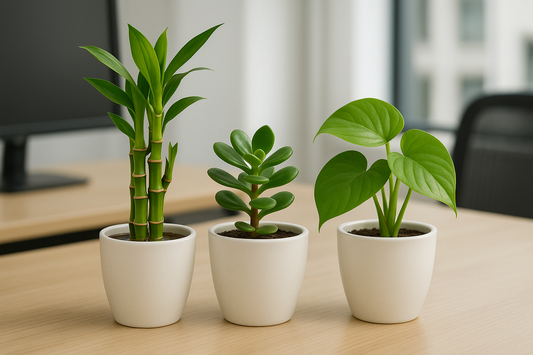 I need the combos of Lucky bamboo , jade , money plant  in white pot of size is 5 inches and the plant will be 5 inches keep on the work desk and indoor keep all the images in one frame like the combo