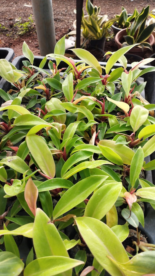 Prince of Orange – Vibrant Foliage Plant – Ideal for Indoor Décor + white pot