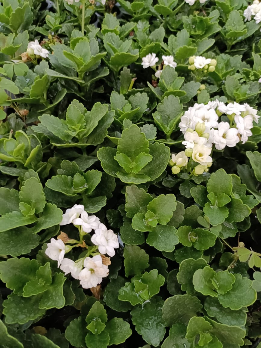 Kalanchoe White Plant sapling + white pot