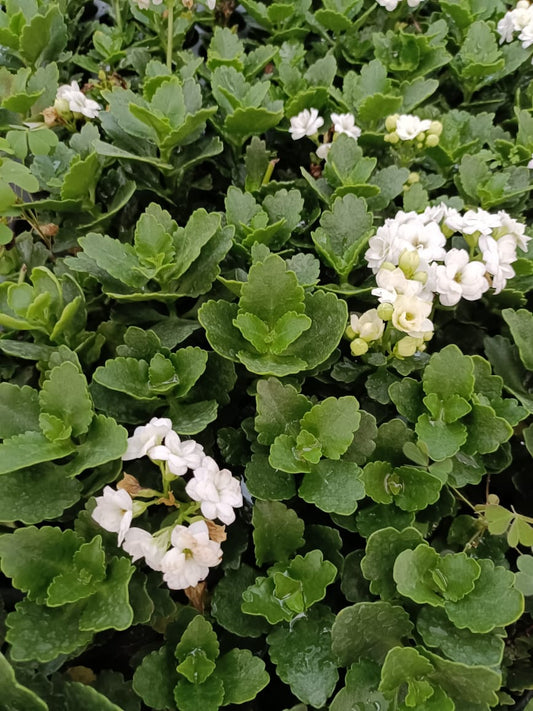 Kalanchoe White Plant sapling + white pot